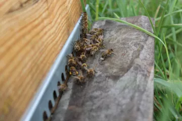 Les ruches de la Clinique Belharra